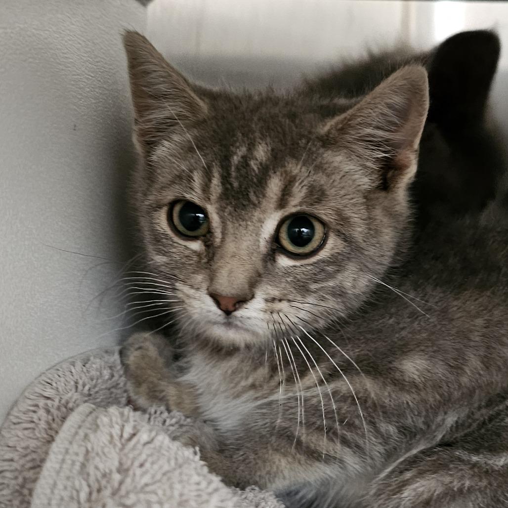 Enlarge Ella, a Adoptable Domestic Short Hair in Cedaredge, CO image 3/6