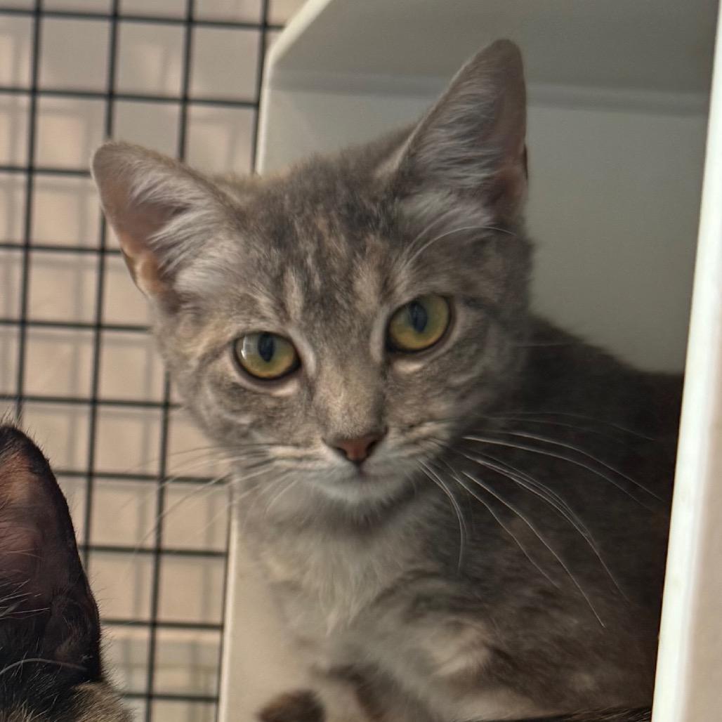 Enlarge Ella, a Adoptable Domestic Short Hair in Cedaredge, CO image 4/6