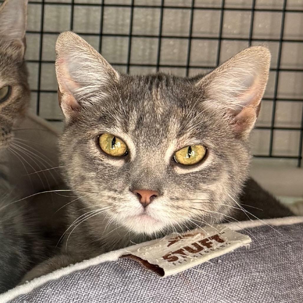 Enlarge Ella, a Adoptable Domestic Short Hair in Cedaredge, CO image 5/6