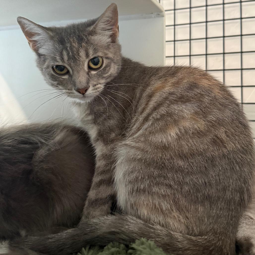 Enlarge Ella, a Adoptable Domestic Short Hair in Cedaredge, CO image 6/6