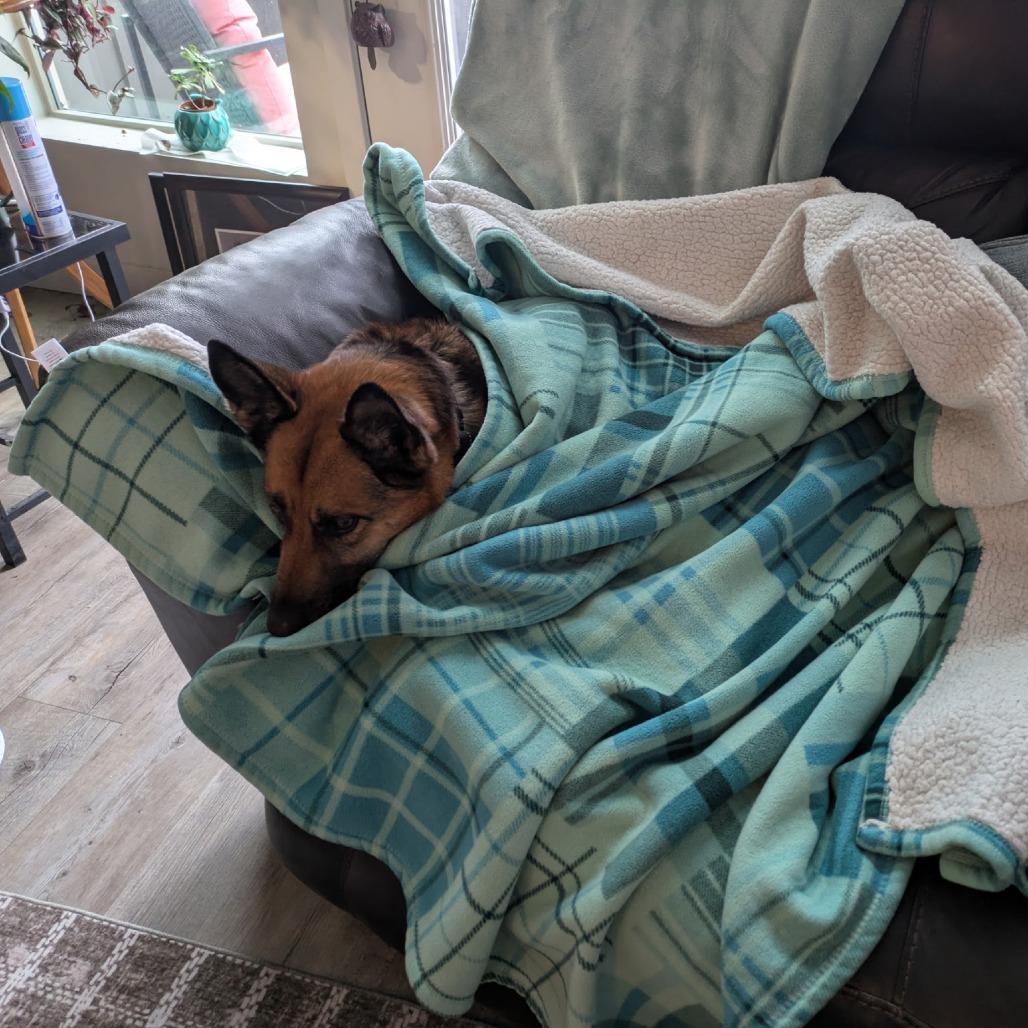 Portia, Adoptable, Senior Female Mixed Breed & German Shepherd Dog.