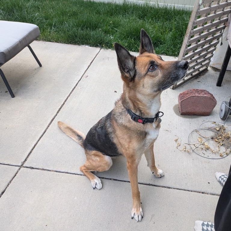 Portia, a Adoptable mixed breed in Salt Lake City, UT image 2/6