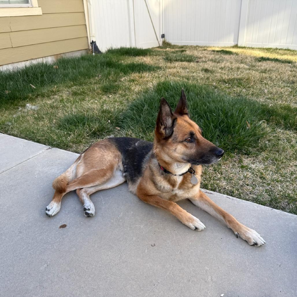 Portia, a Adoptable mixed breed in Salt Lake City, UT image 3/6