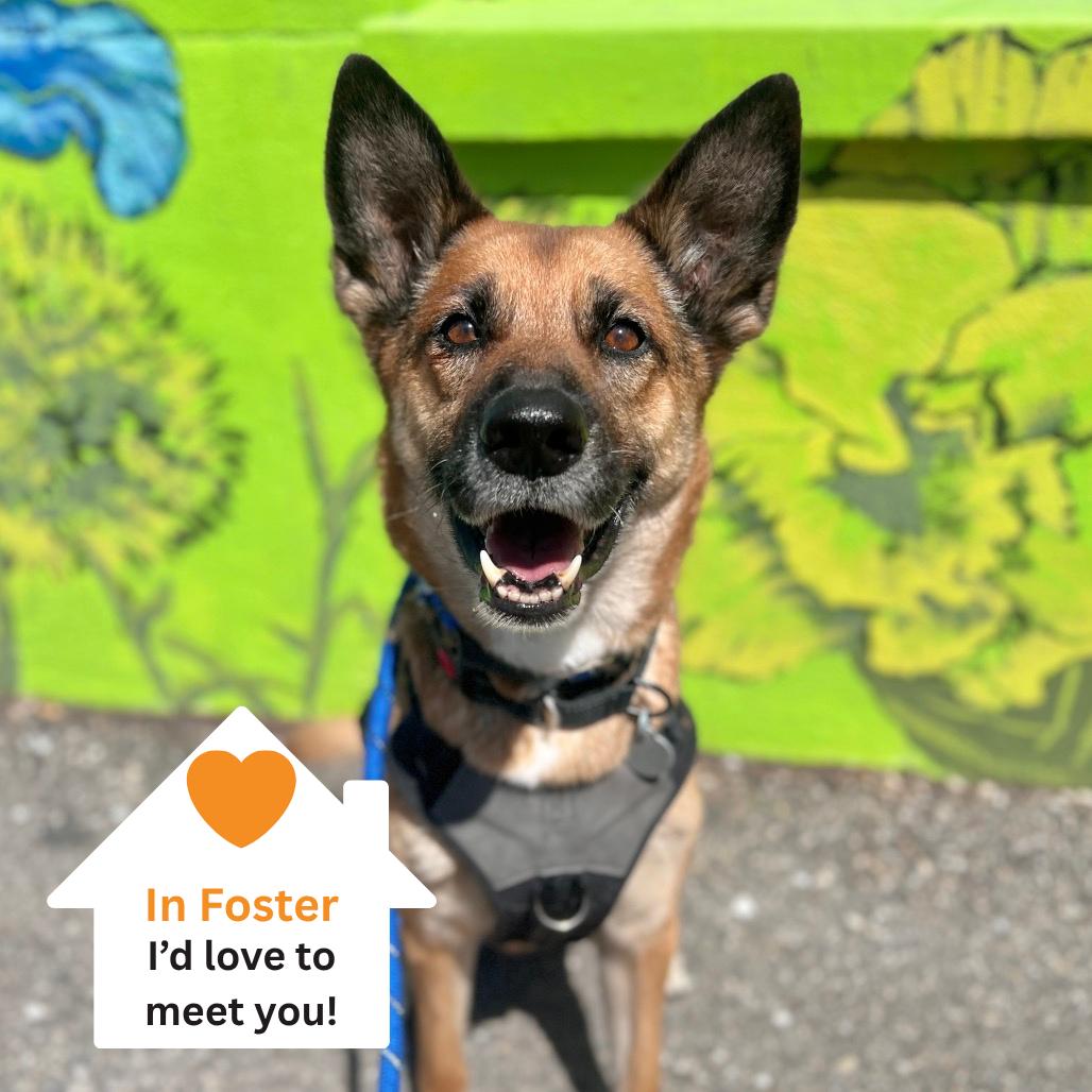 Portia, a Adoptable mixed breed in Salt Lake City, UT image 4/6
