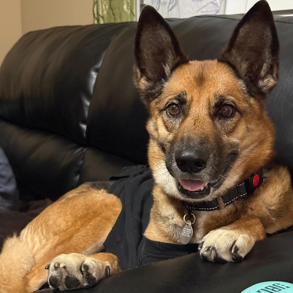 Portia, a Adoptable mixed breed in Salt Lake City, UT image 5/6