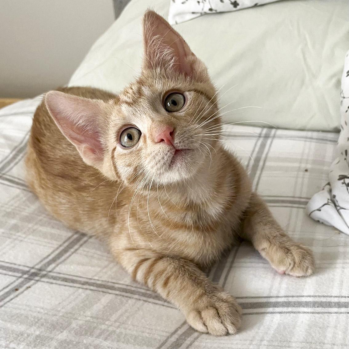 Enlarge Rico, a ADOPTABLE Domestic Short Hair in Stamford, CT image 1/4