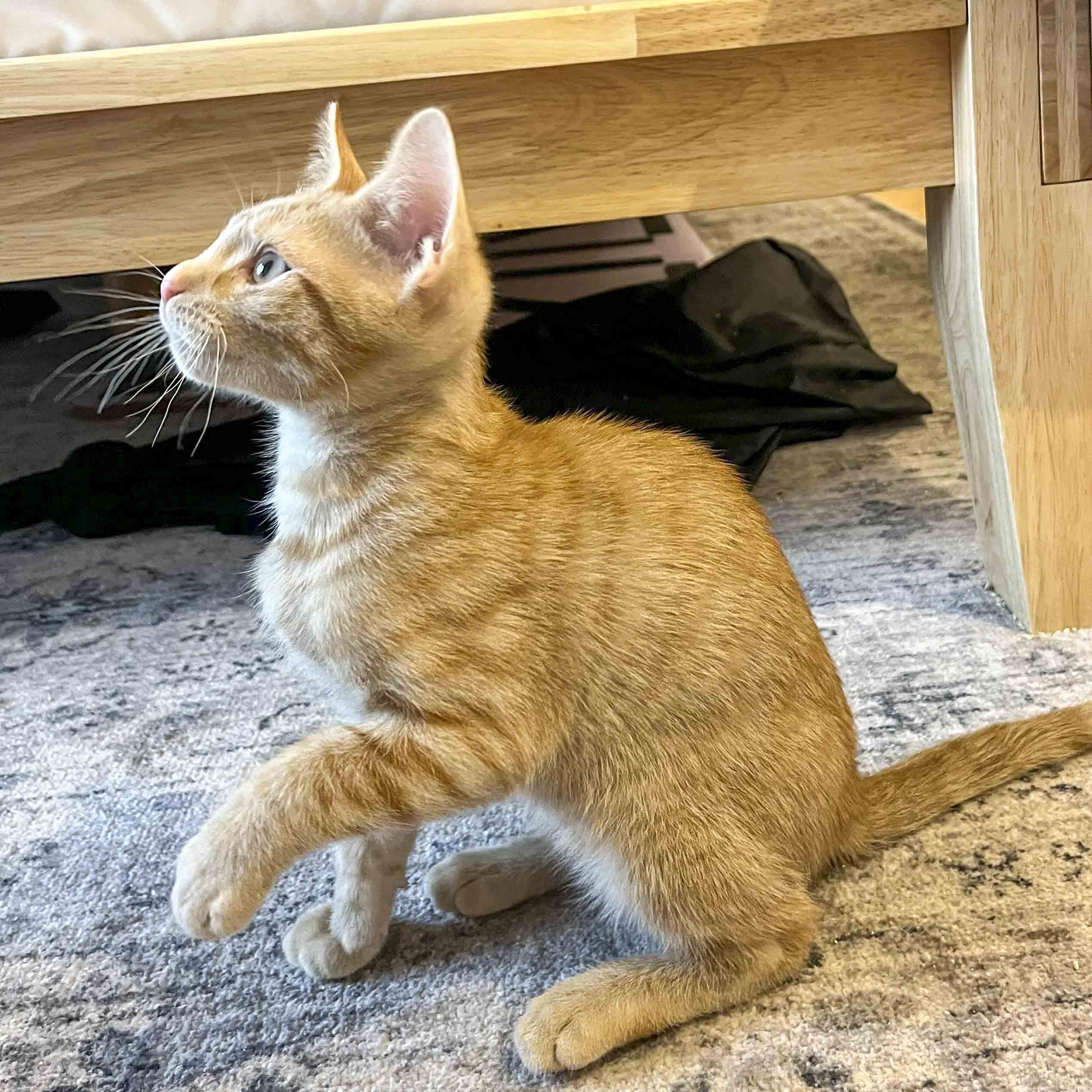 Enlarge Rico, a ADOPTABLE Domestic Short Hair in Stamford, CT image 3/4