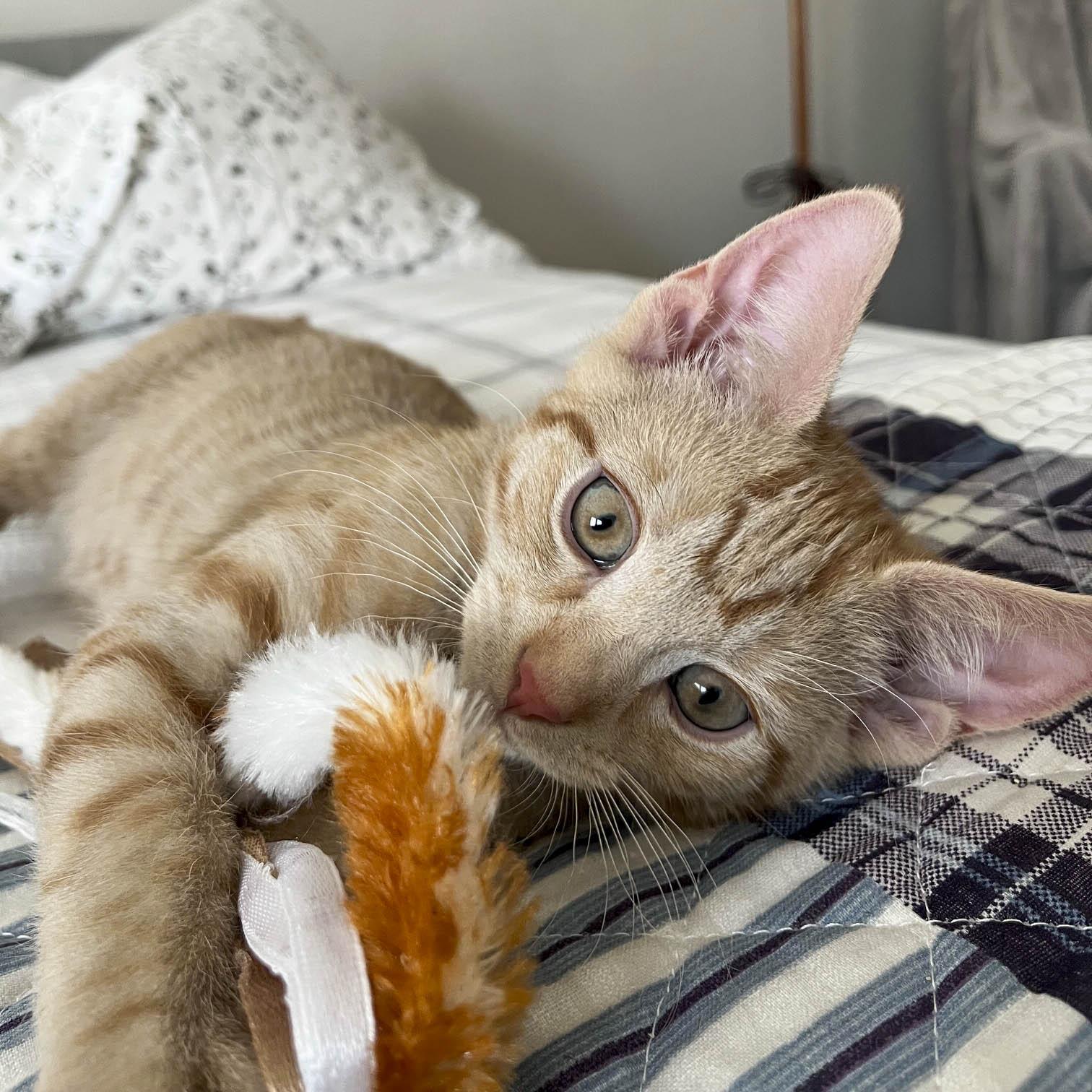 Enlarge Rico, a ADOPTABLE Domestic Short Hair in Stamford, CT image 2/4