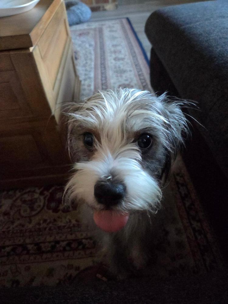 Millie, Adoptable, Young Female Yorkshire Terrier & Chihuahua.