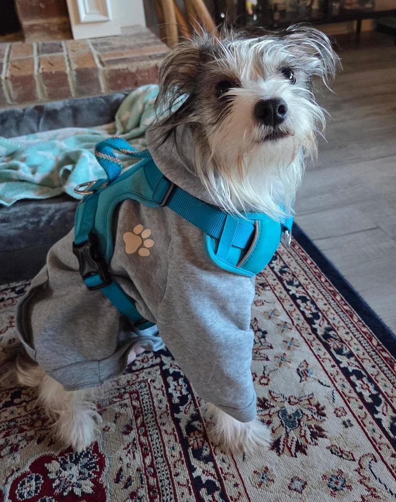 Enlarge Millie, a Adoptable mixed breed in WARNER ROBINS, GA image 2/3