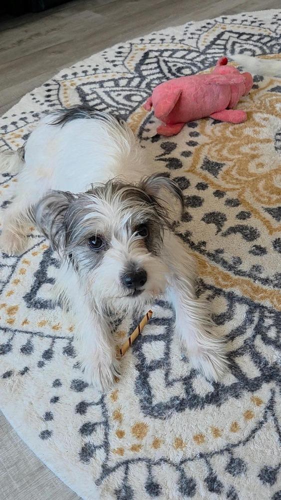 Enlarge Millie, a Adoptable mixed breed in WARNER ROBINS, GA image 3/3