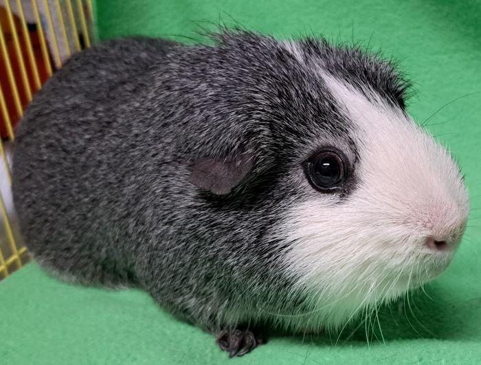 Oreo, ADOPTABLE, Adult Male Short-Haired.