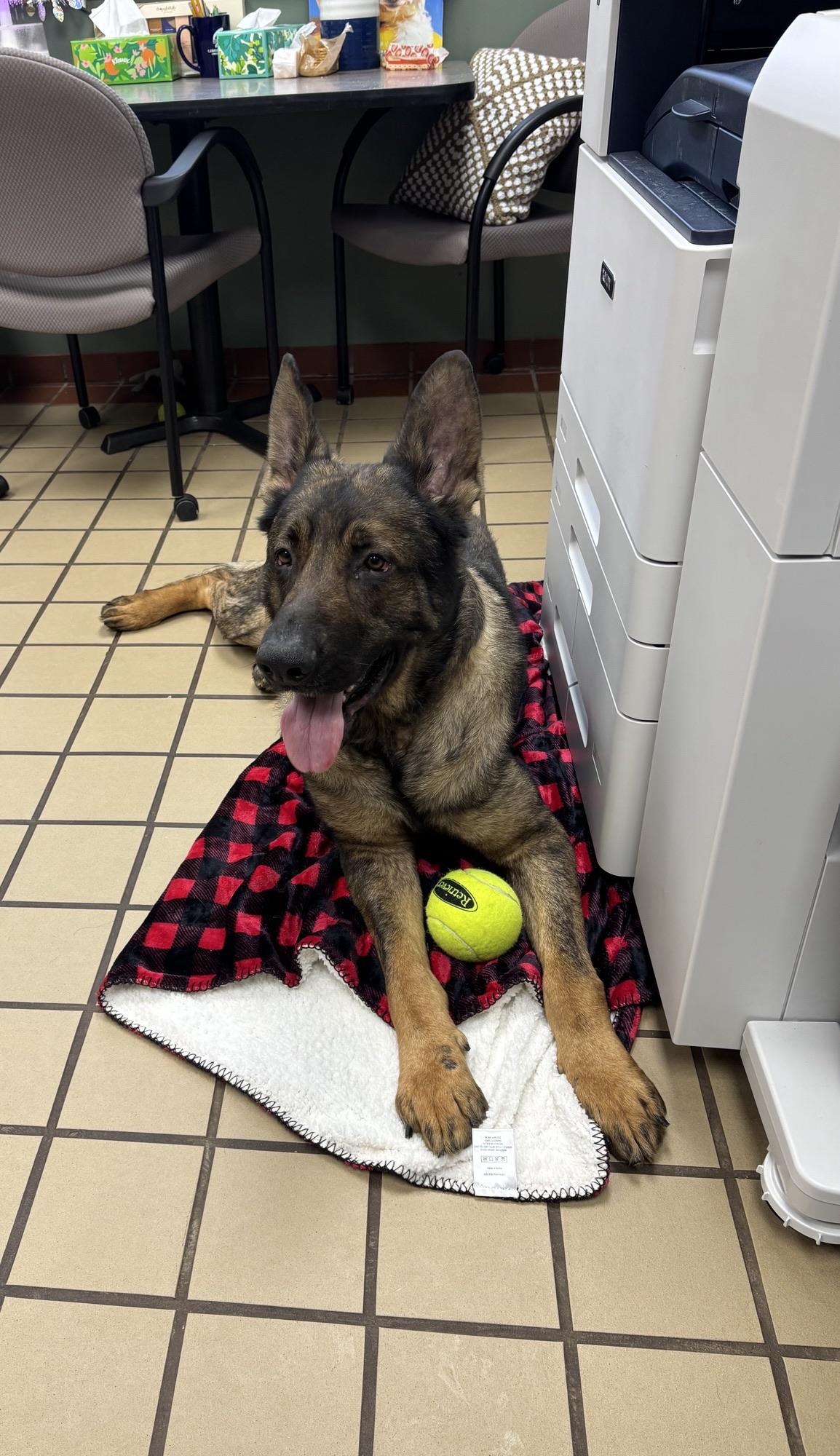 Captain, a ADOPTABLE German Shepherd Dog in White Cloud, MI image 1/4