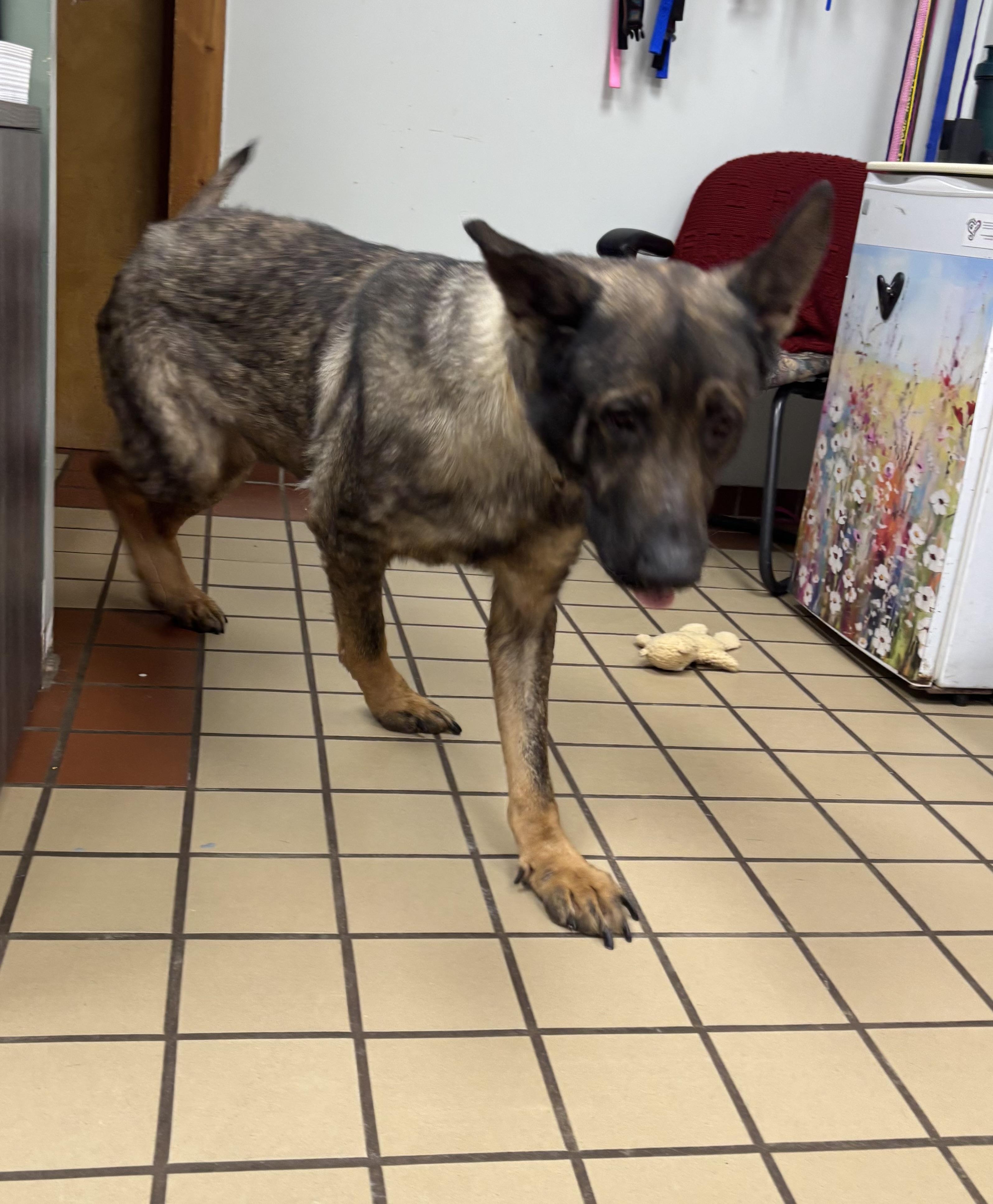 Captain, a ADOPTABLE German Shepherd Dog in White Cloud, MI image 2/4
