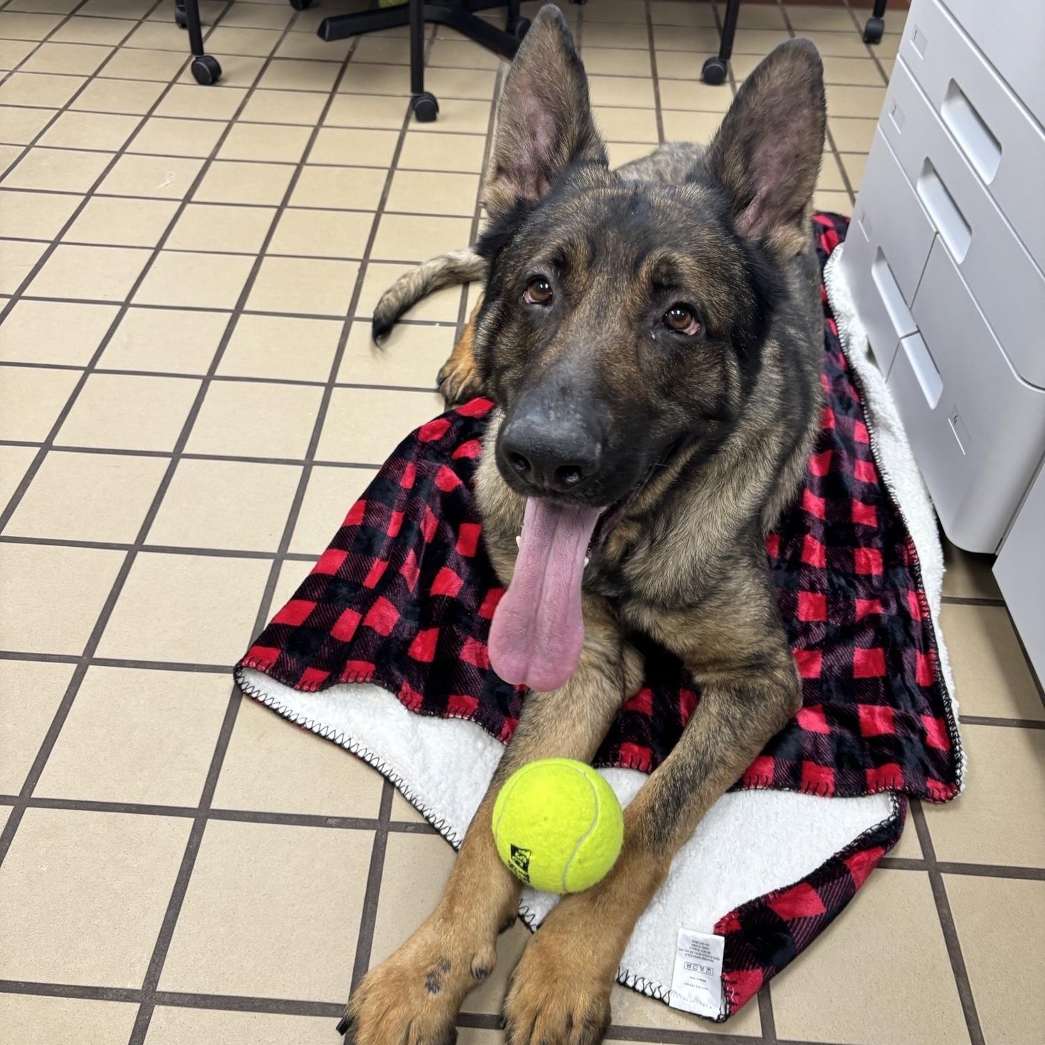 Captain, a ADOPTABLE German Shepherd Dog in White Cloud, MI image 3/4