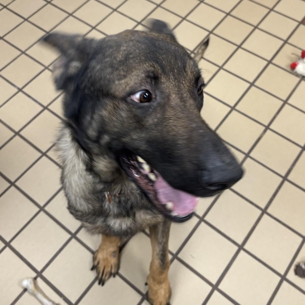 Captain, a ADOPTABLE German Shepherd Dog in White Cloud, MI image 4/4