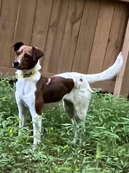 Enlarge Macey, a Adopted mixed breed in Durham, NC image 2/3