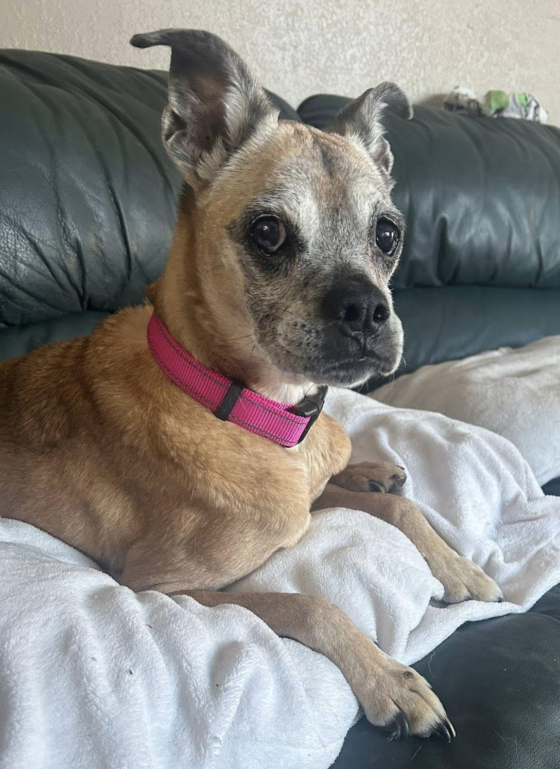 Pixie, Adopted, Senior Female Boxer.