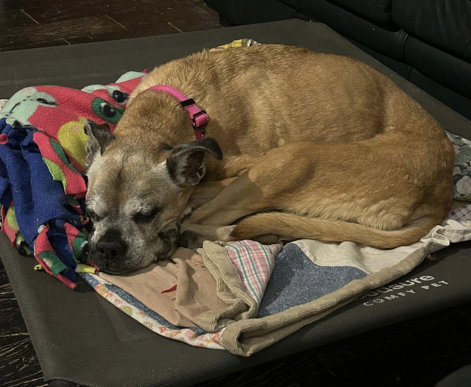 Enlarge Pixie, a Adopted Boxer in Shakopee, MN image 2/3