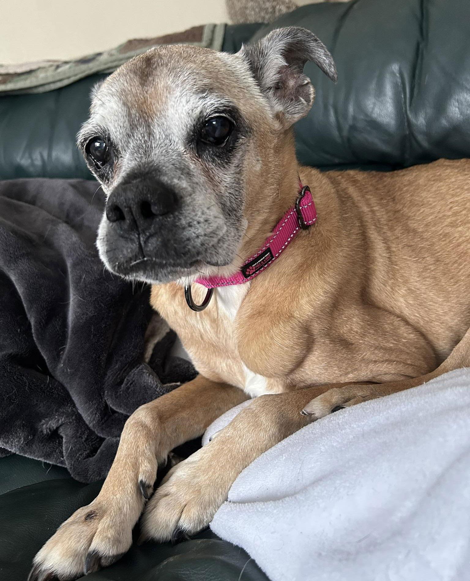 Enlarge Pixie, a Adopted Boxer in Shakopee, MN image 3/3