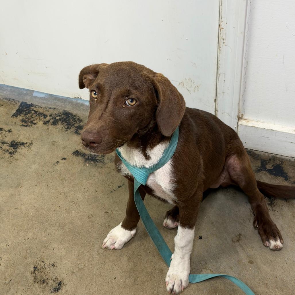Dolly "Jolene", Adoptable, Young Female Terrier & Mixed Breed.