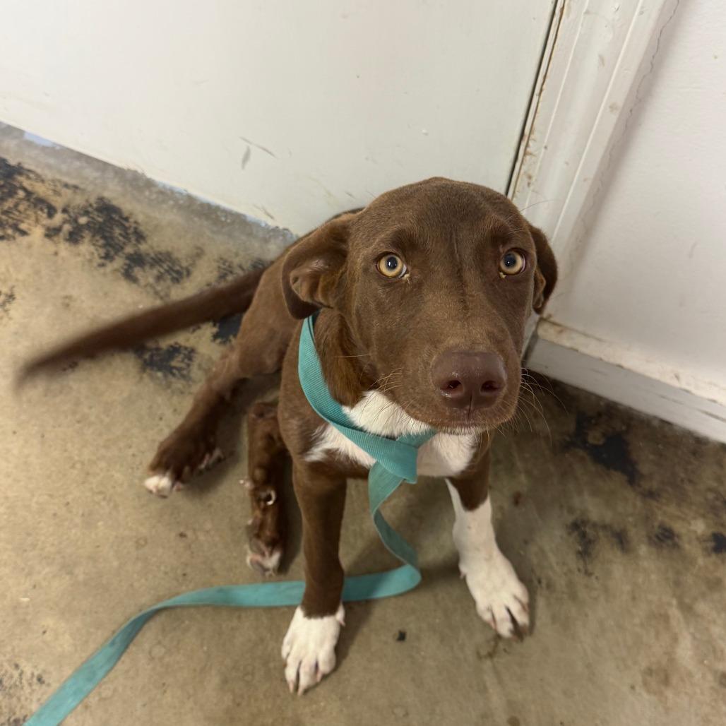 Enlarge Dolly "Jolene", a Adoptable mixed breed in Clarksdale, MS image 2/2