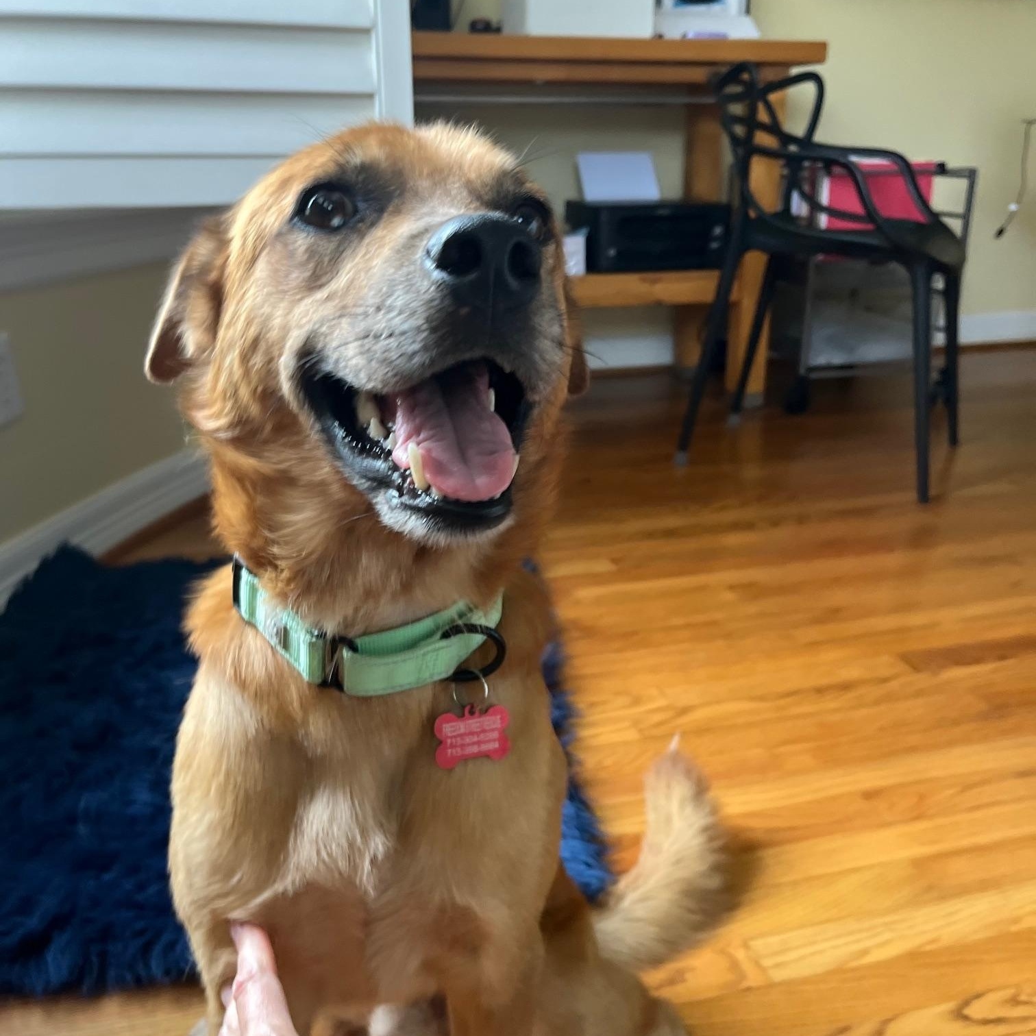 Enlarge Loving Kind Morgan, mini retriever mix, Good w/kids, Cuddles, & Loyal, Great size 45 lbs., a Adoptable mixed breed in Santee, SC image 4/5