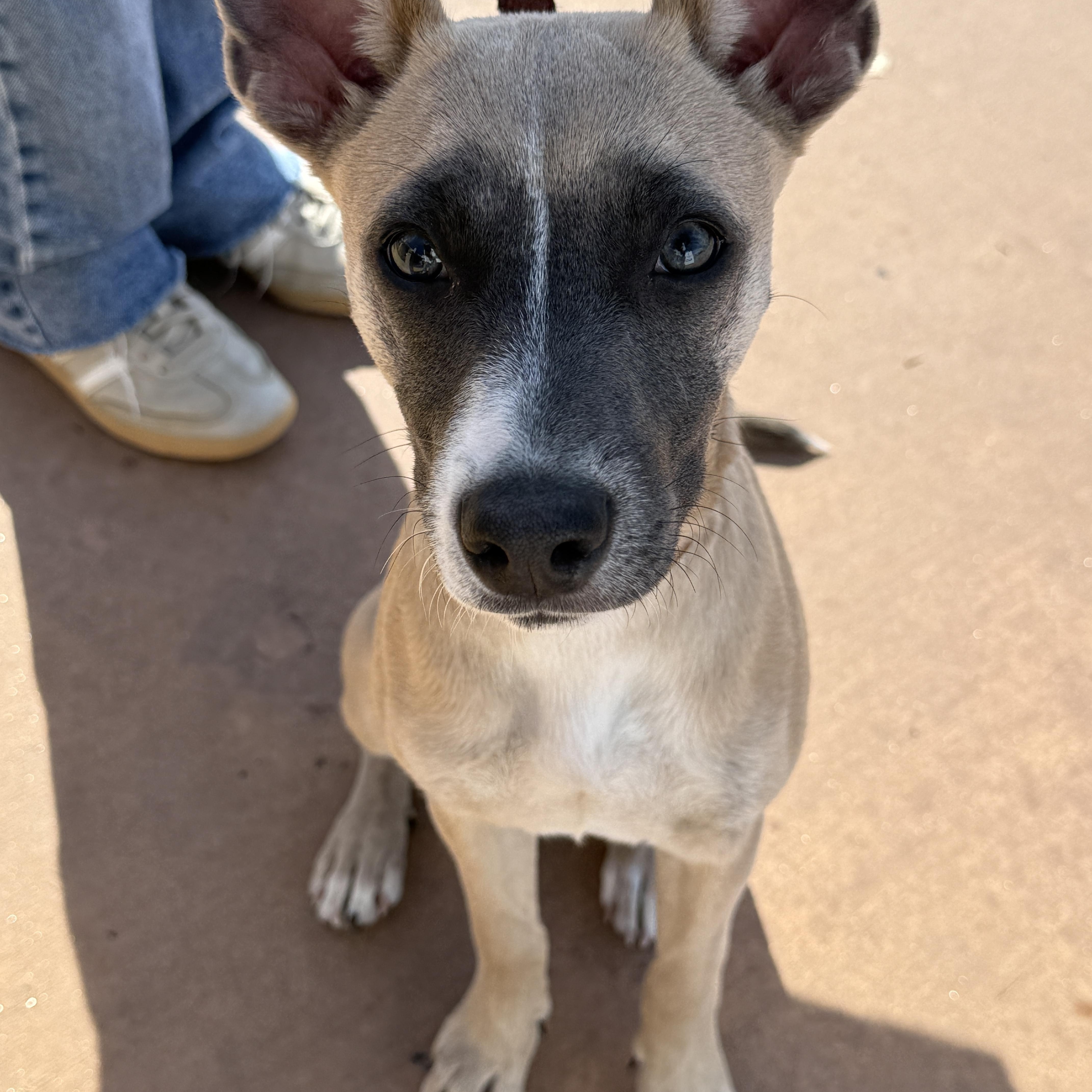 Enlarge Saucony, a Adoptable mixed breed in San Diego, CA image 1/4