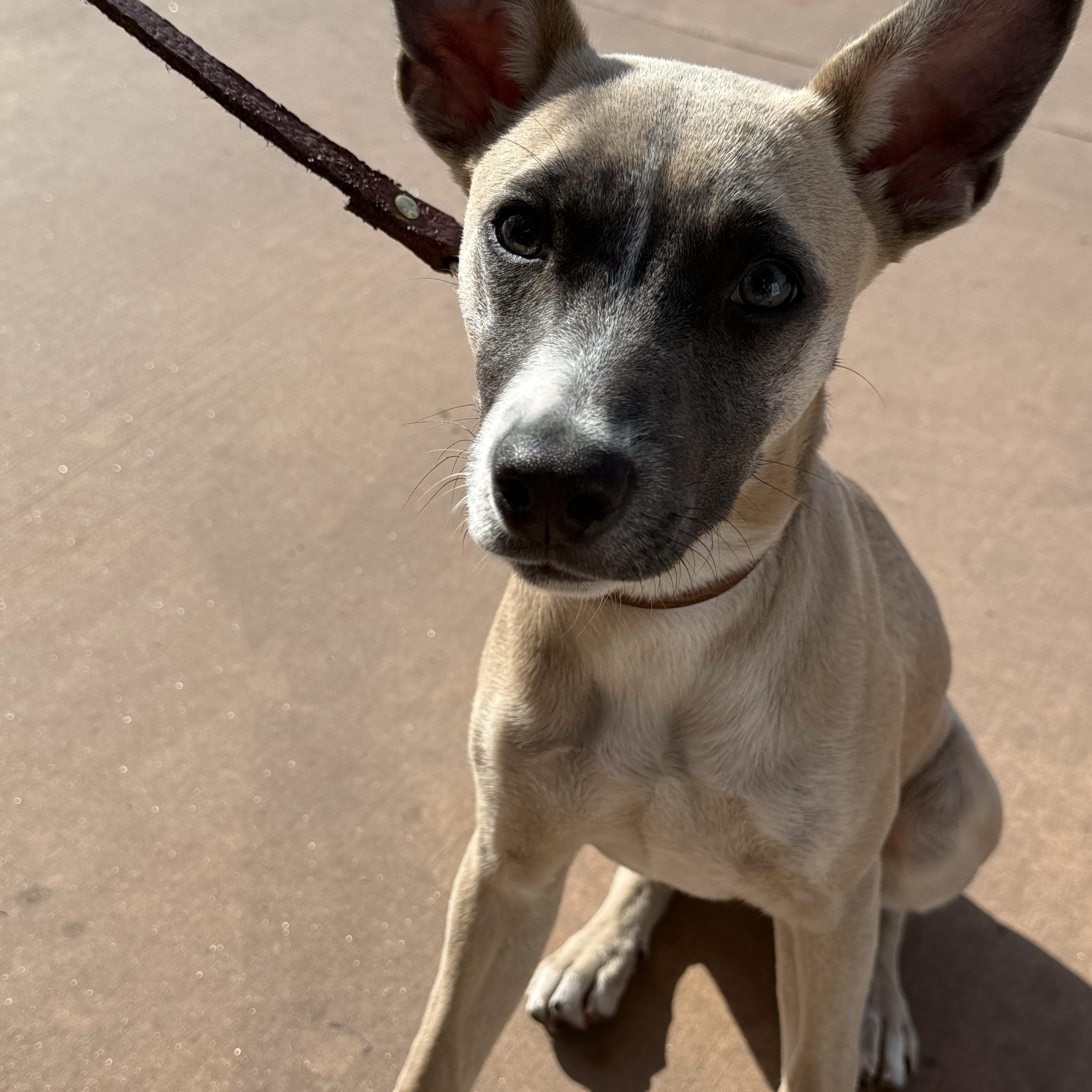 Enlarge Saucony, a Adoptable mixed breed in San Diego, CA image 3/4