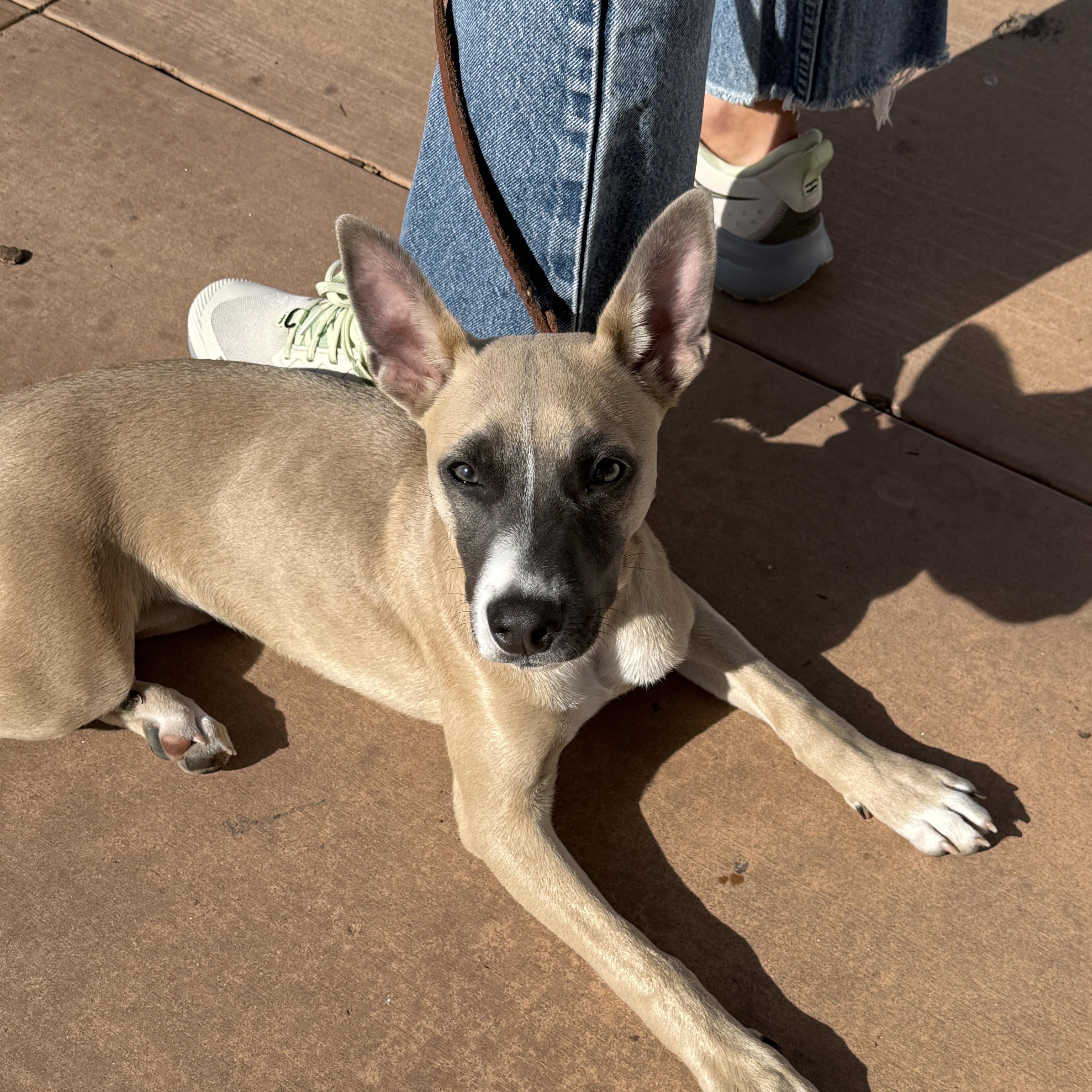 Enlarge Saucony, a Adoptable mixed breed in San Diego, CA image 4/4