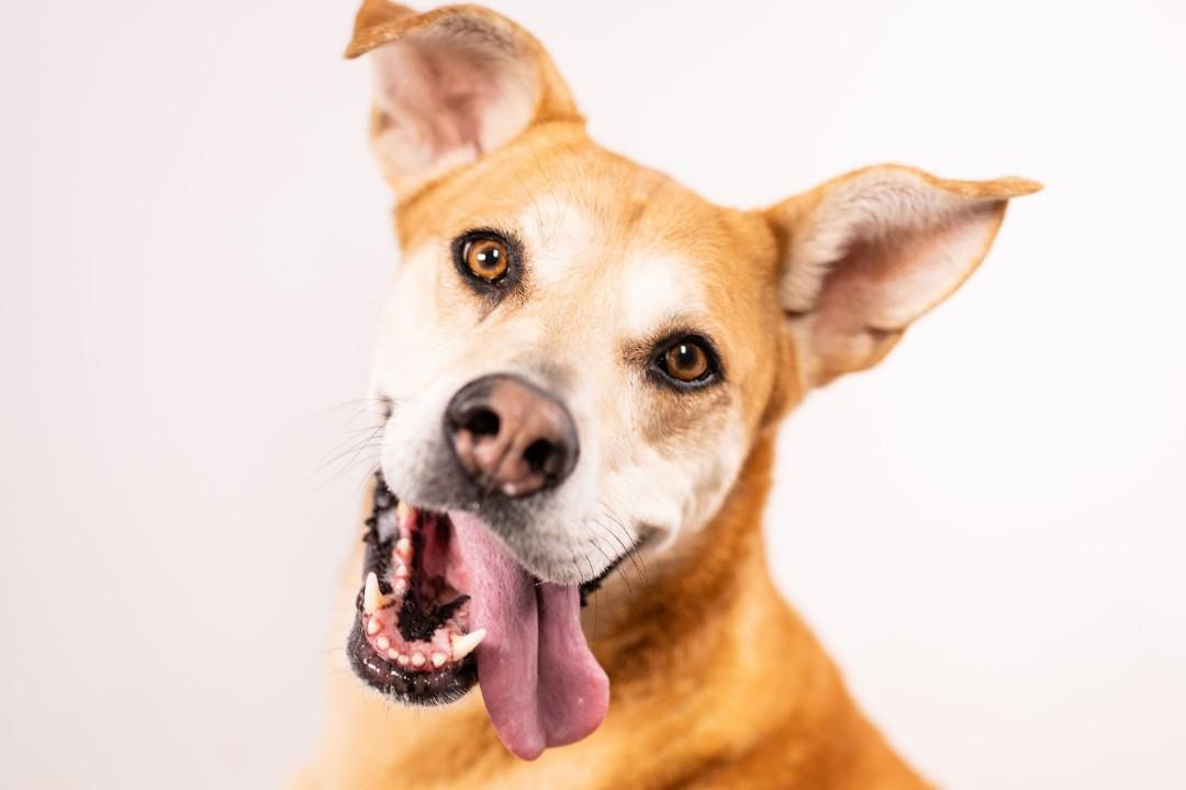CHICA, Adoptable, Adult Female Labrador Retriever & Mixed Breed.