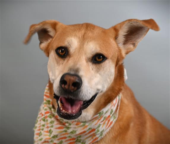 Enlarge CHICA, a Adoptable mixed breed in Loveland, CO image 1/1