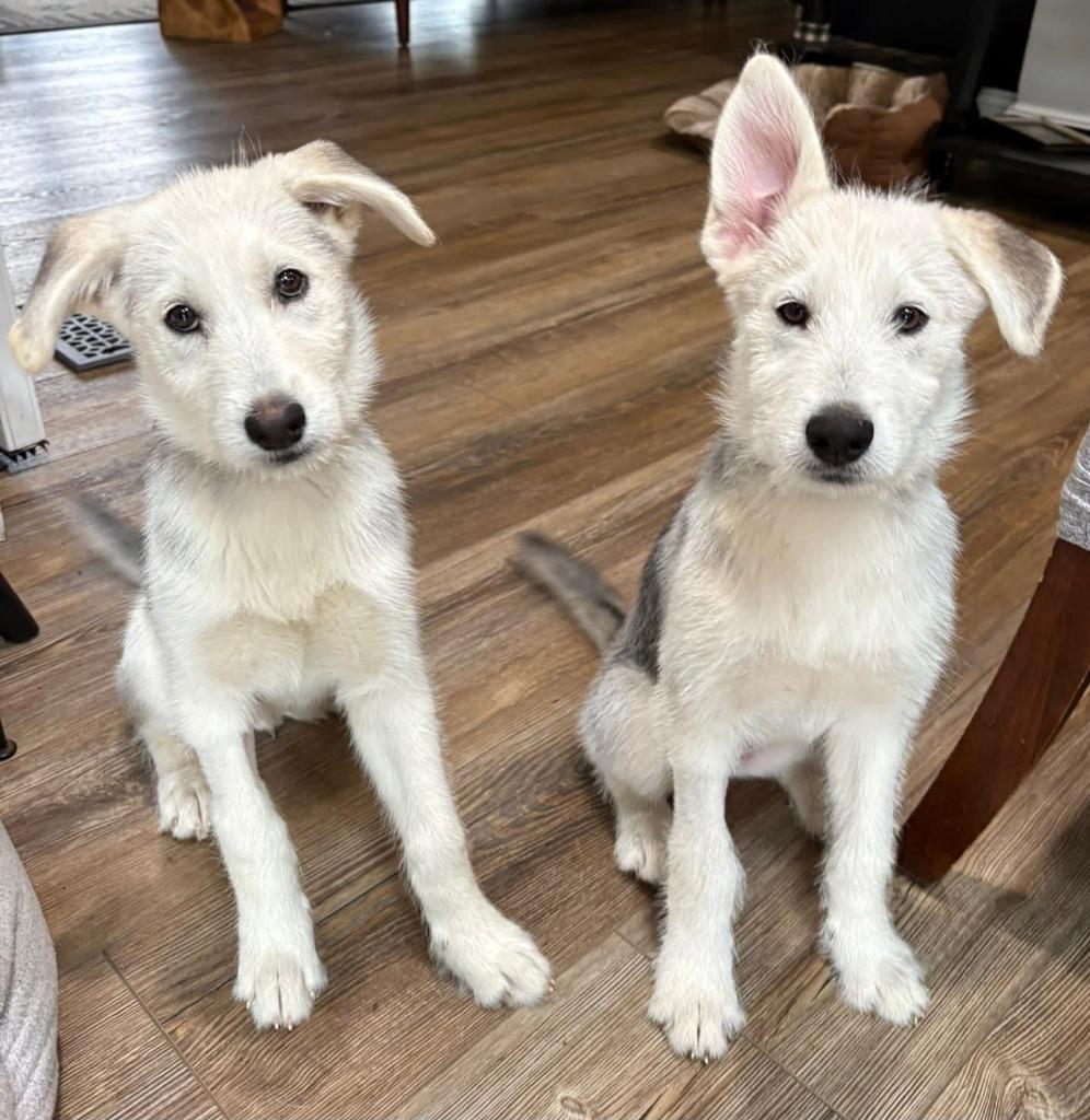 Kyah, Adoptable, Puppy Female Husky.