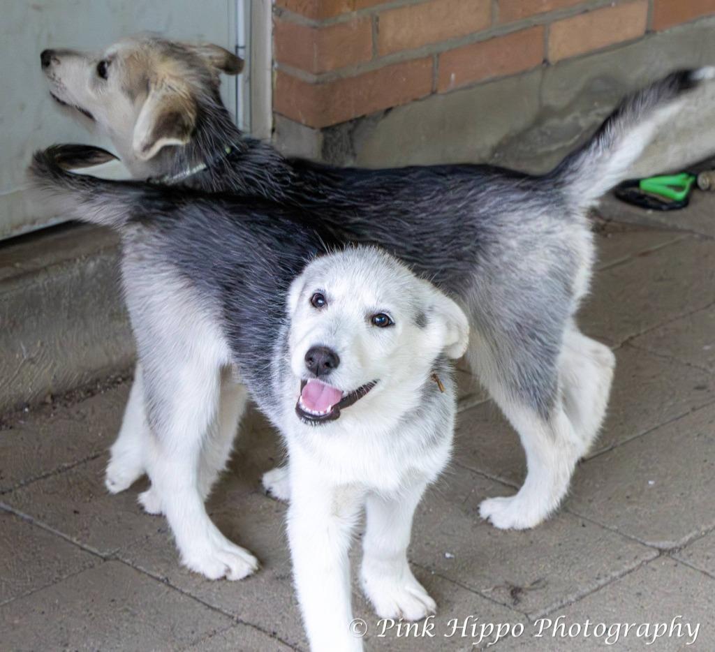 Enlarge Kyah, a Adoptable mixed breed in Kettering, OH image 1/3