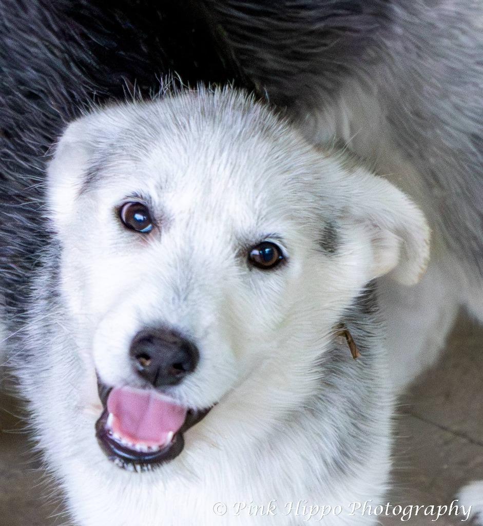 Enlarge Kyah, a Adoptable mixed breed in Kettering, OH image 2/3