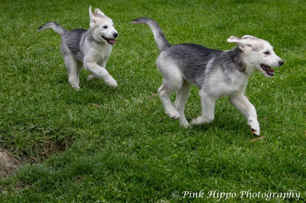 Enlarge Kyah, a Adoptable mixed breed in Kettering, OH image 3/3