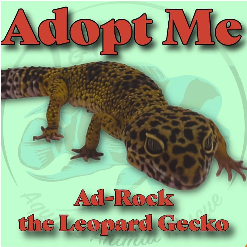 Ad-Rock the Leopard Gecko, Adoptable, Adult Unknown Gecko.