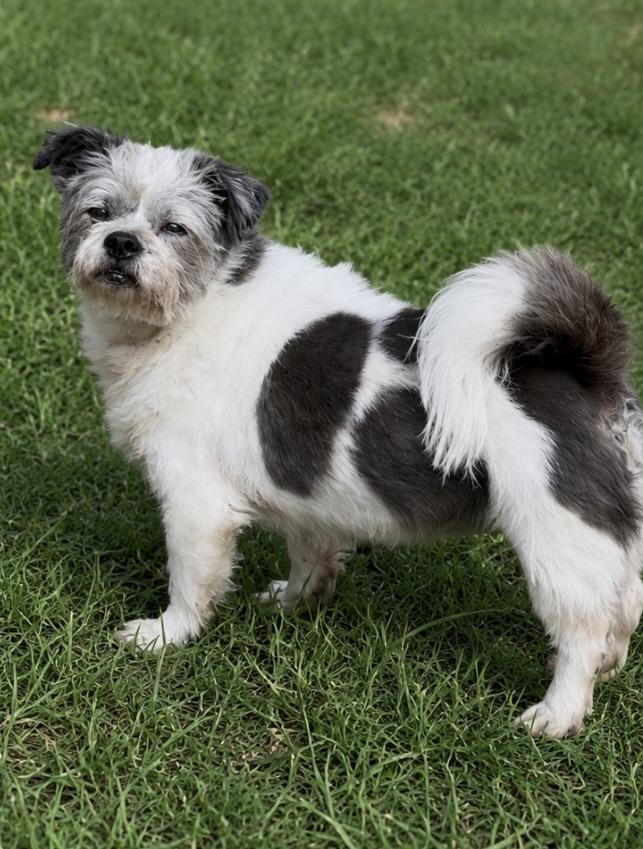 Bee, a ADOPTABLE mixed breed in Pelham, NH image 5/6