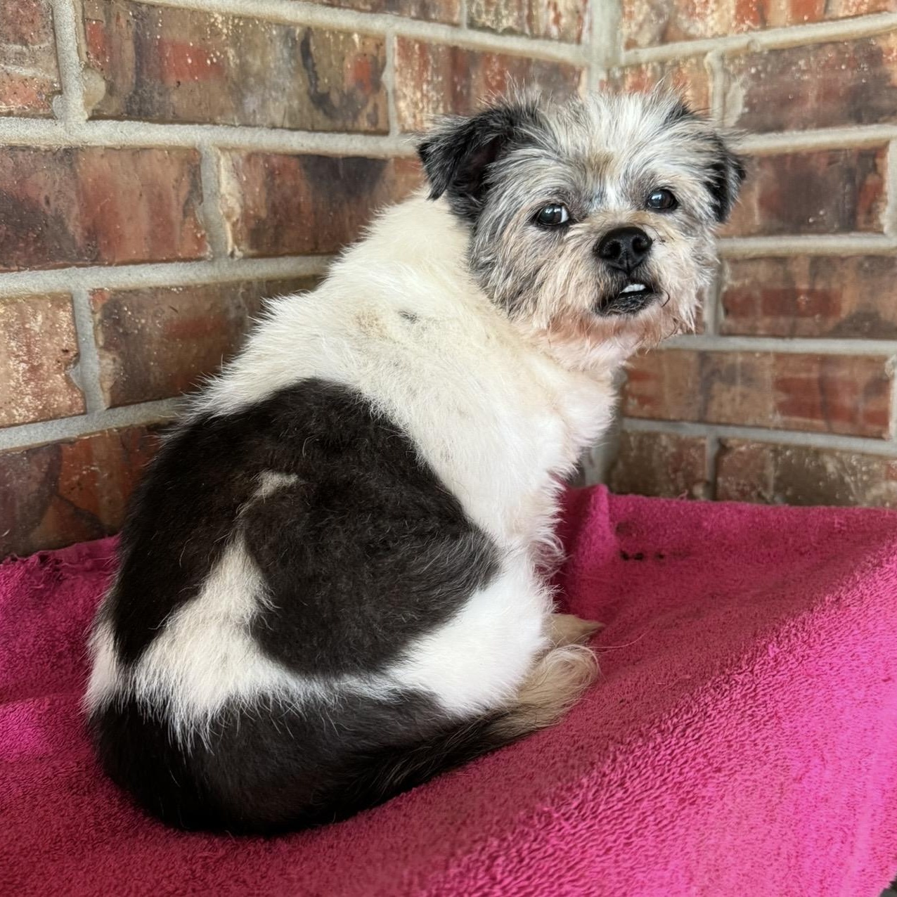 Bee, a ADOPTABLE mixed breed in Pelham, NH image 2/6