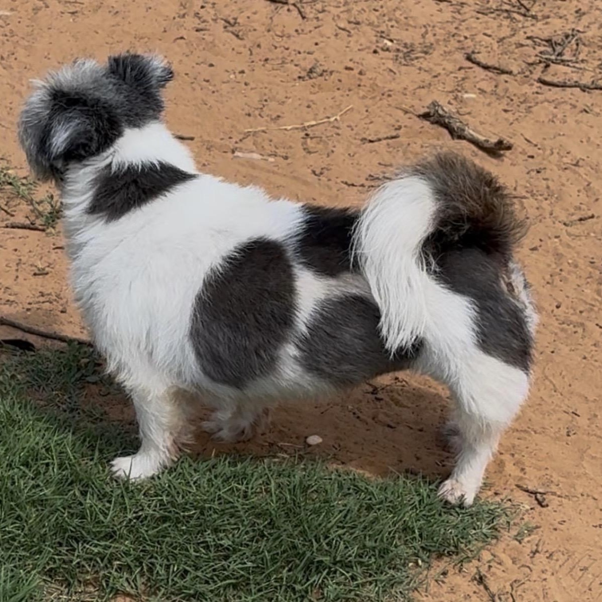 Bee, a ADOPTABLE mixed breed in Pelham, NH image 3/6