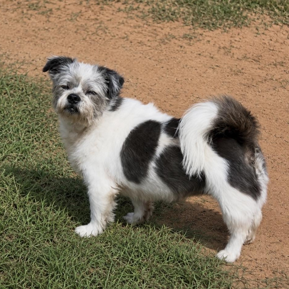Bee, ADOPTABLE, Senior Female Terrier & Mixed Breed.