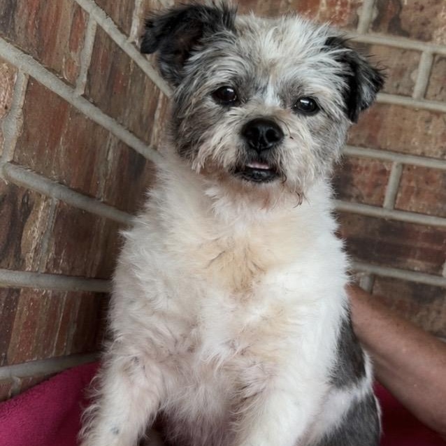 Bee, a ADOPTABLE mixed breed in Pelham, NH image 6/6