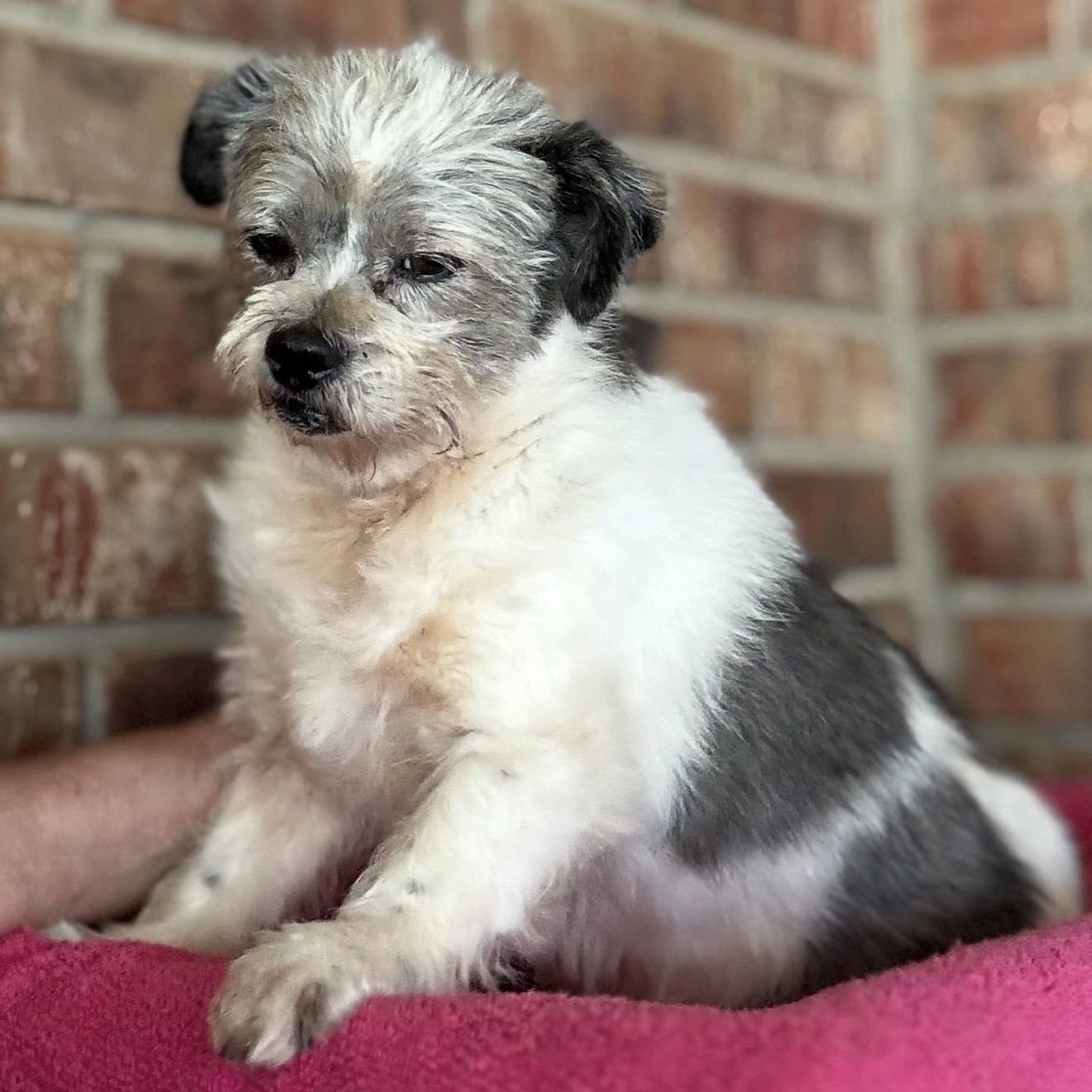 Bee, a ADOPTABLE mixed breed in Pelham, NH image 4/6