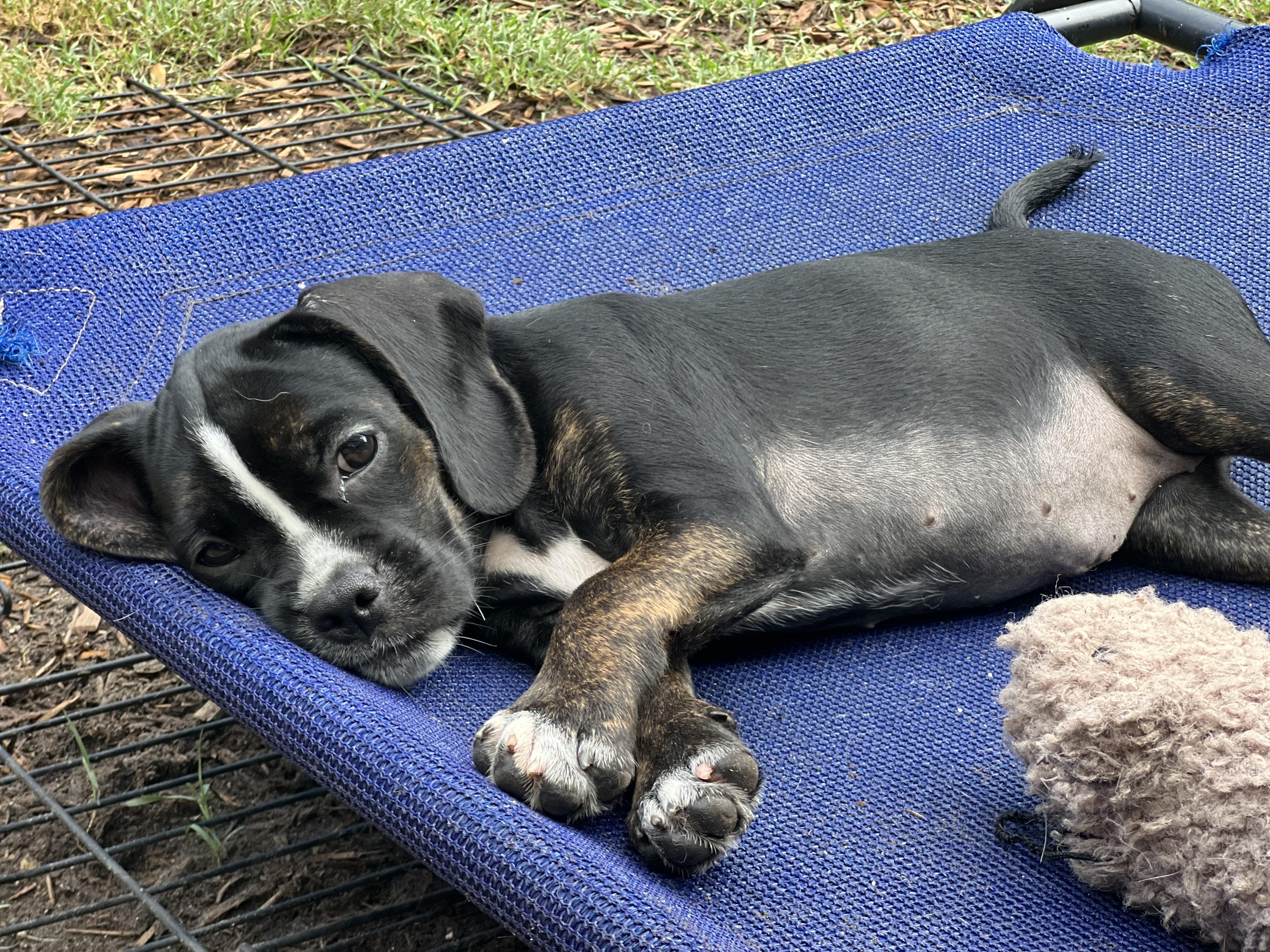 Enlarge Gazoo, a ADOPTABLE mixed breed in Mt Pleasant, SC image 6/6