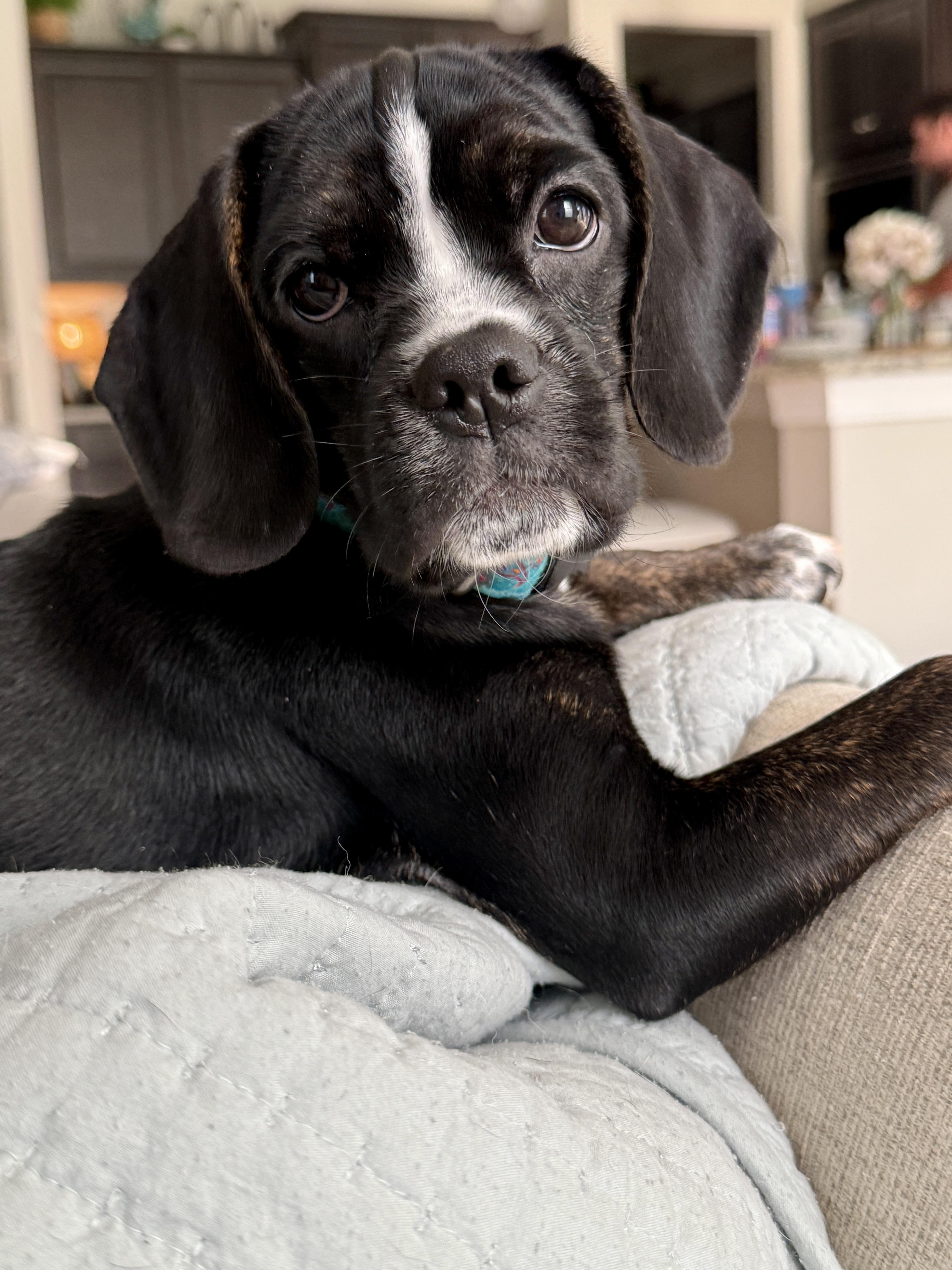 Gazoo, ADOPTABLE, Puppy Female Mixed Breed.