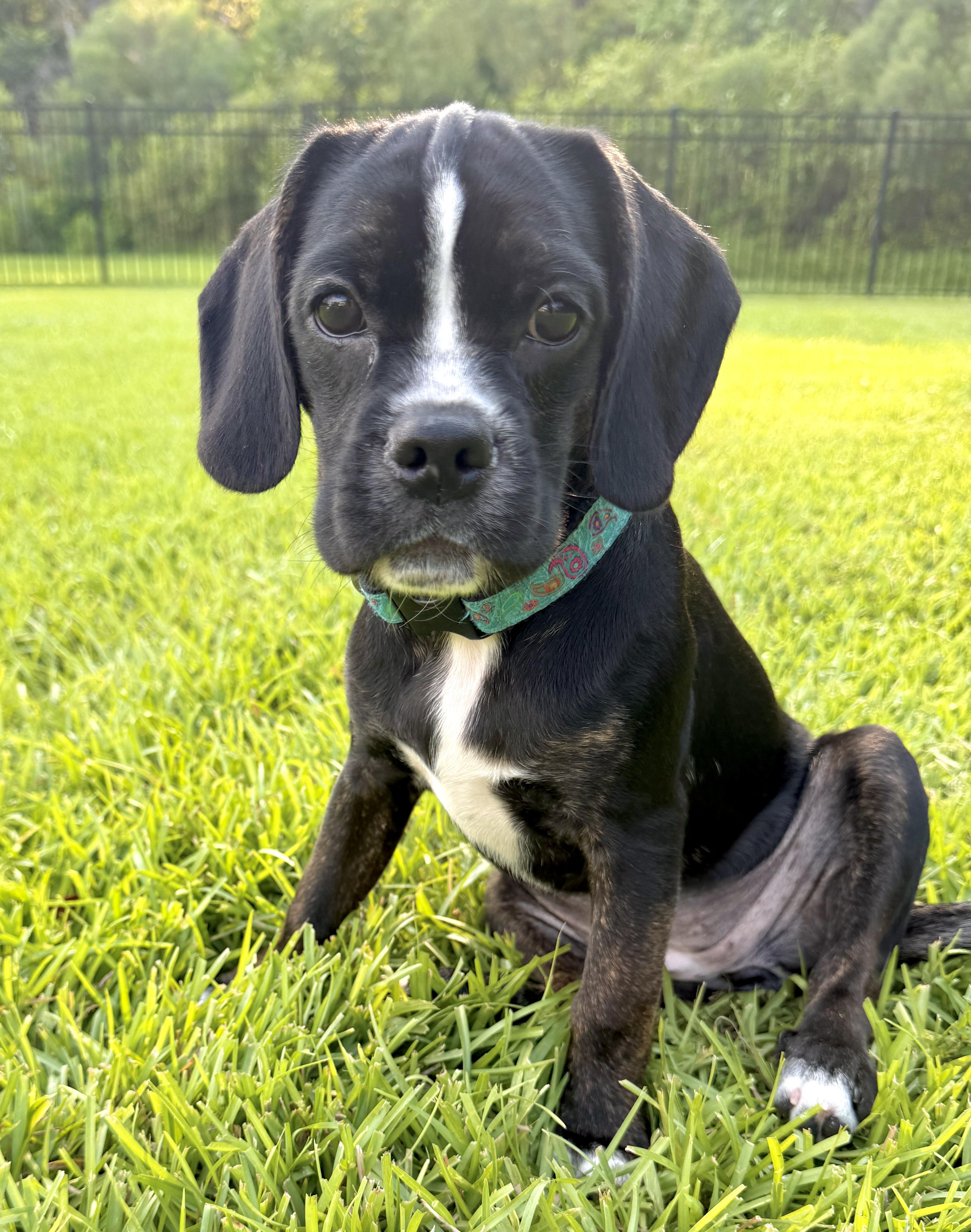 Enlarge Gazoo, a ADOPTABLE mixed breed in Mt Pleasant, SC image 3/6