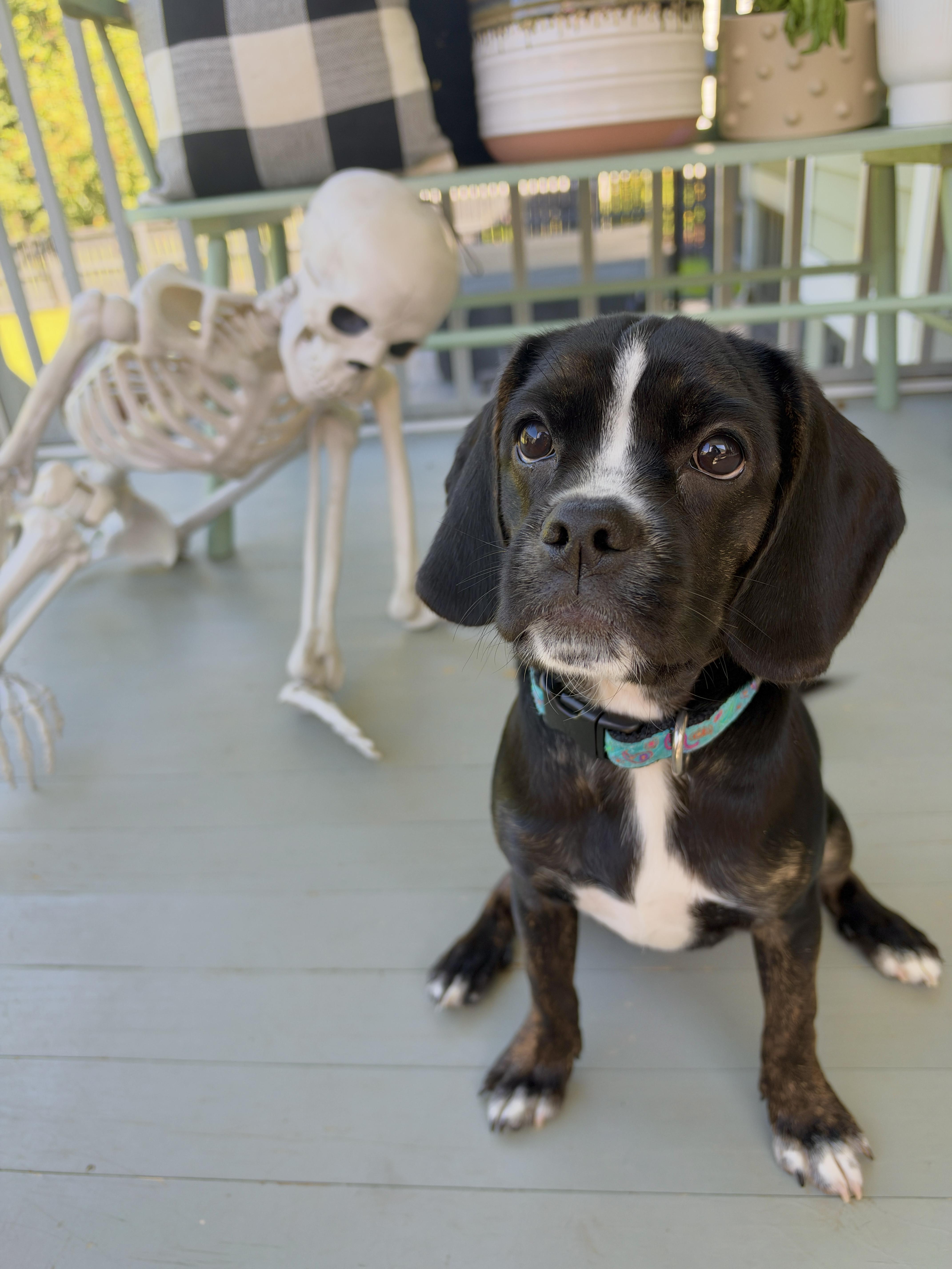 Enlarge Gazoo, a Adopted mixed breed in Mt Pleasant, SC image 6/6