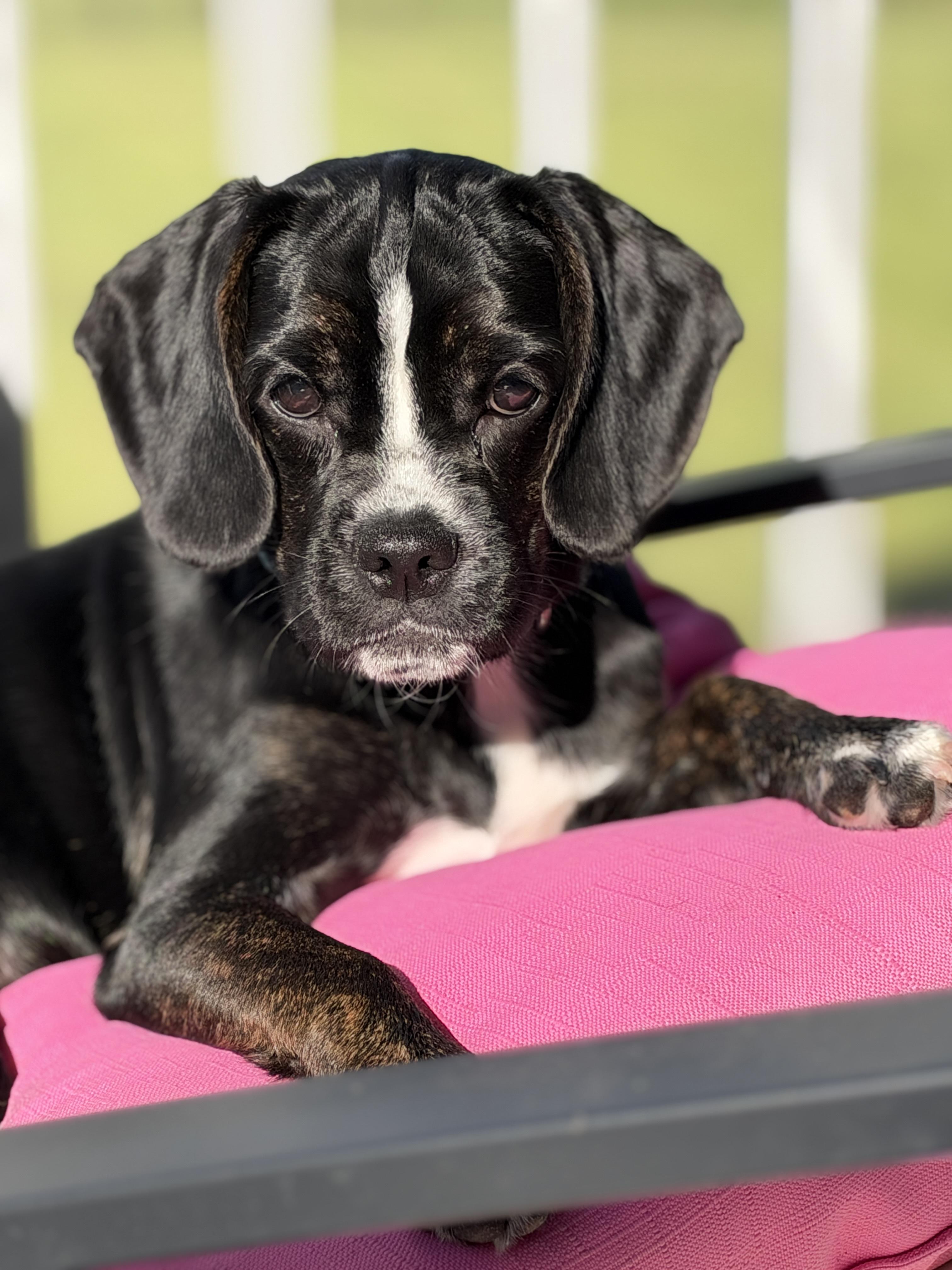 Enlarge Gazoo, a Adopted mixed breed in Mt Pleasant, SC image 4/6