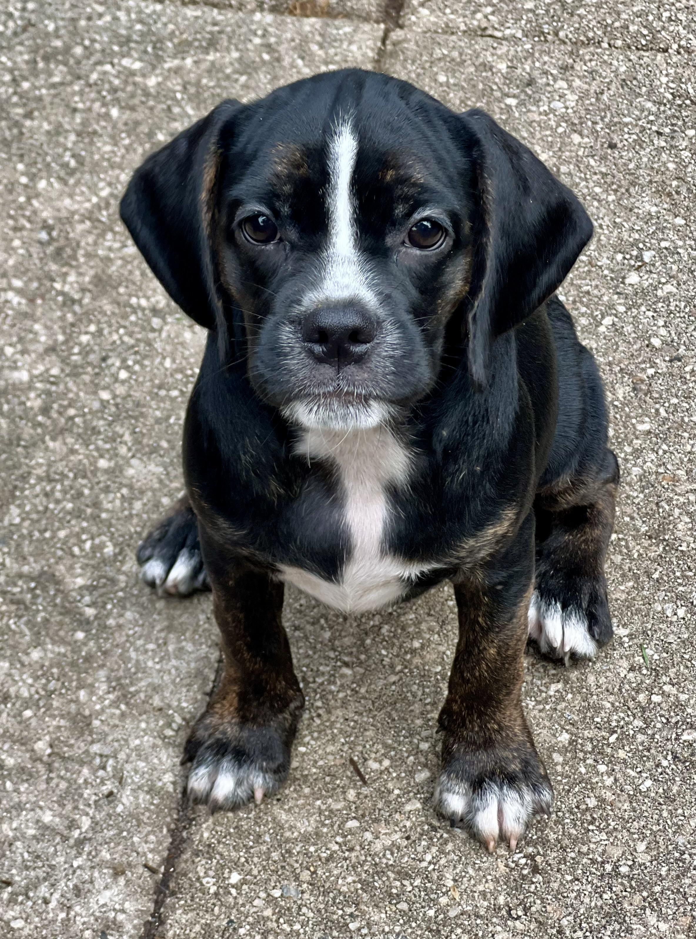 Enlarge Gazoo, a ADOPTABLE mixed breed in Mt Pleasant, SC image 3/6