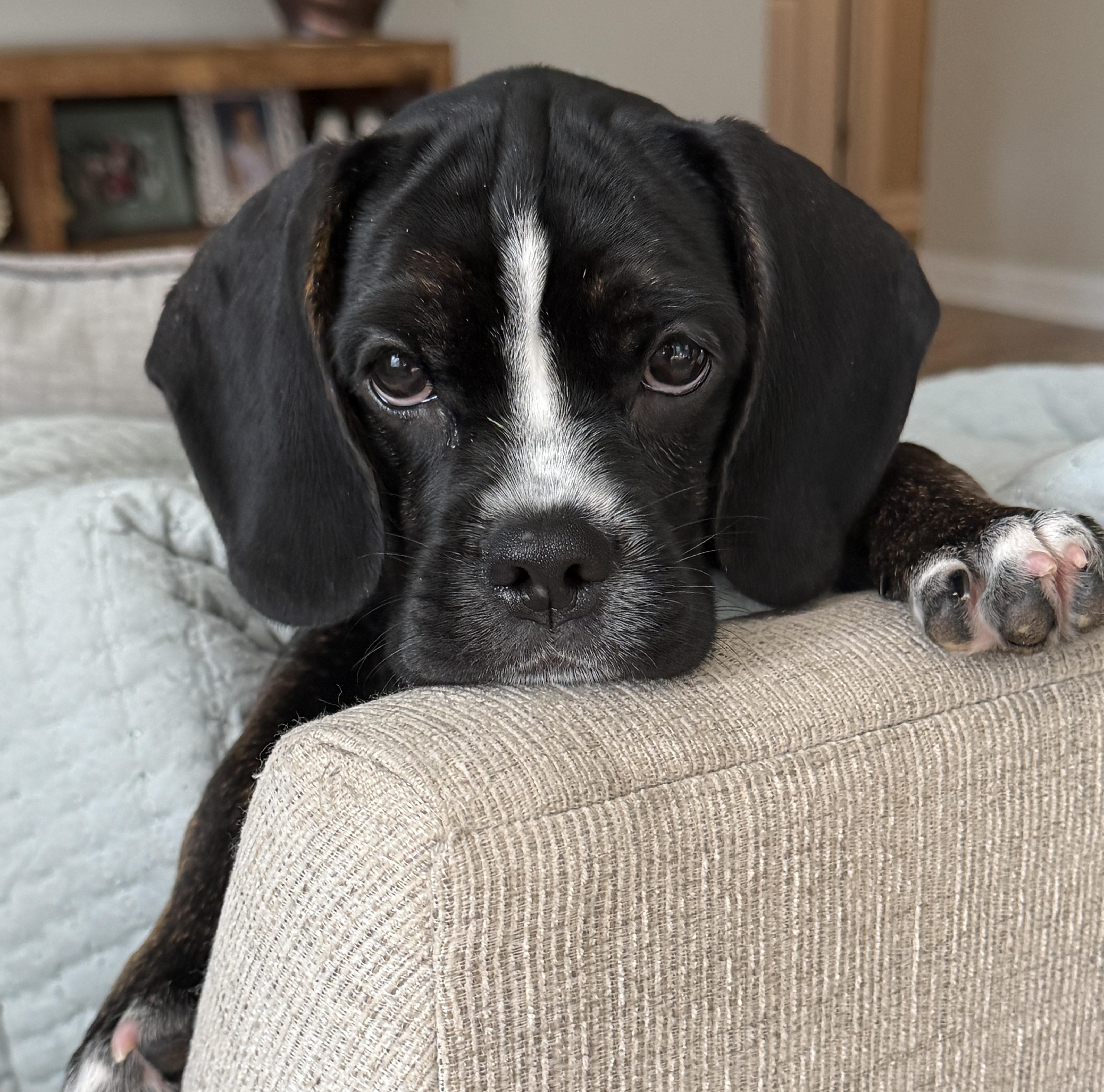 Enlarge Gazoo, a ADOPTABLE mixed breed in Mt Pleasant, SC image 2/6